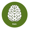 Brain